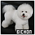 Bichon Frise