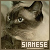 Siamese