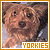 Yorkie